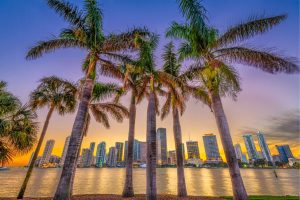 palm trees
